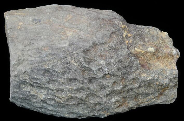 Fossil Lycopod Tree Root (Stigmaria) - Oklahoma #53334